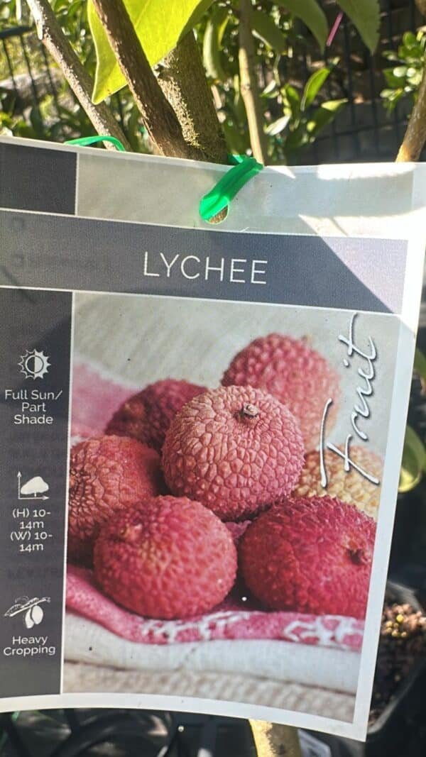 Lychee-Wai-Chee_GardenView-Nursery