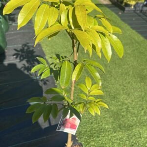 Lychee-Wai-Chee_GardenView-Nursery