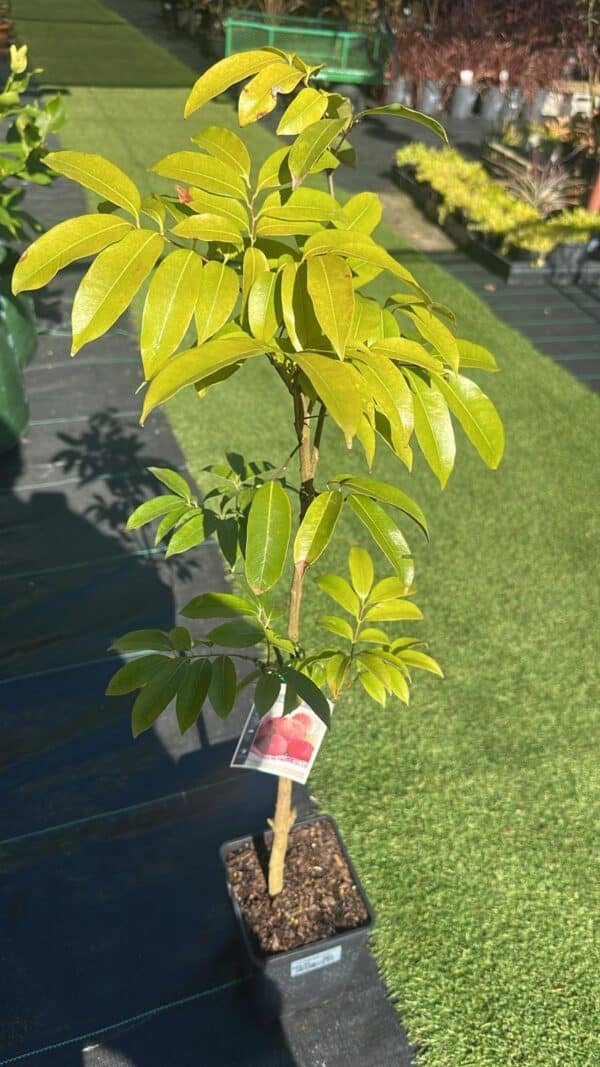 Lychee-Wai-Chee_GardenView-Nursery