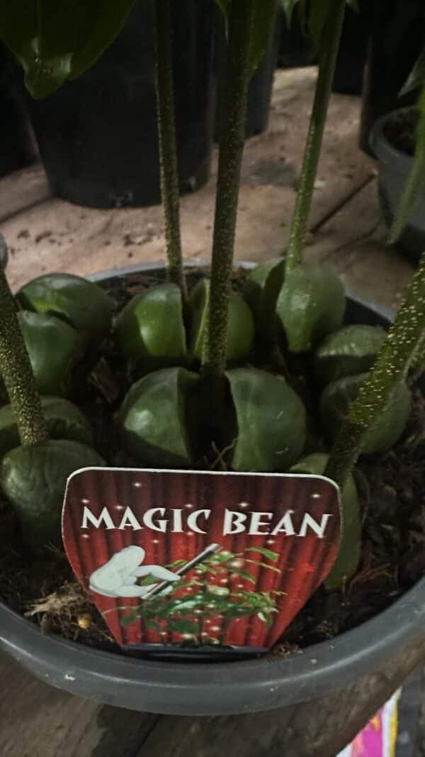 Magic-Bean_GardenView-Nursery