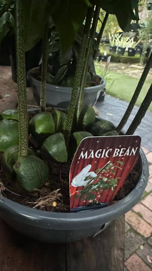 Magic-Bean_GardenView-Nursery