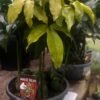 Magic-Bean_GardenView-Nursery