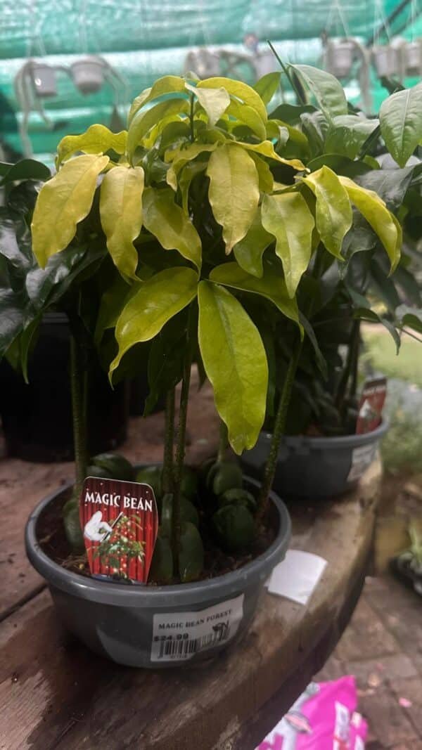 Magic-Bean_GardenView-Nursery