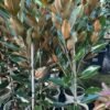 Magnolia-Little-Gem_GardenView-Nursery