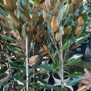 Magnolia-Little-Gem_GardenView-Nursery
