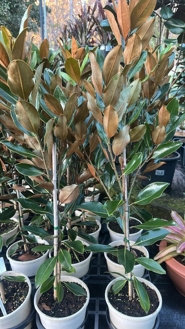 Magnolia-Little-Gem_GardenView-Nursery