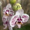 Orchid-Assorted_GardenView-Nursery