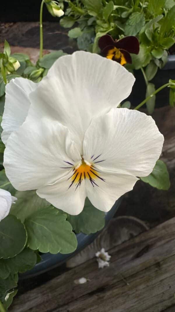 Pansy Assorted - Image 3