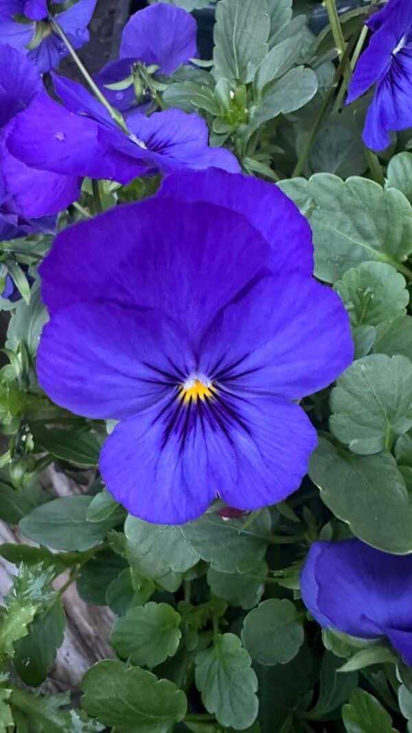 Pansy Assorted - Image 4