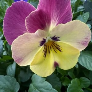 Pansy Assorted