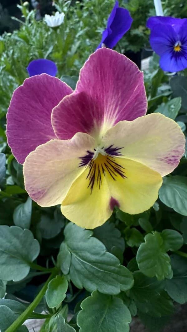 Pansy Assorted