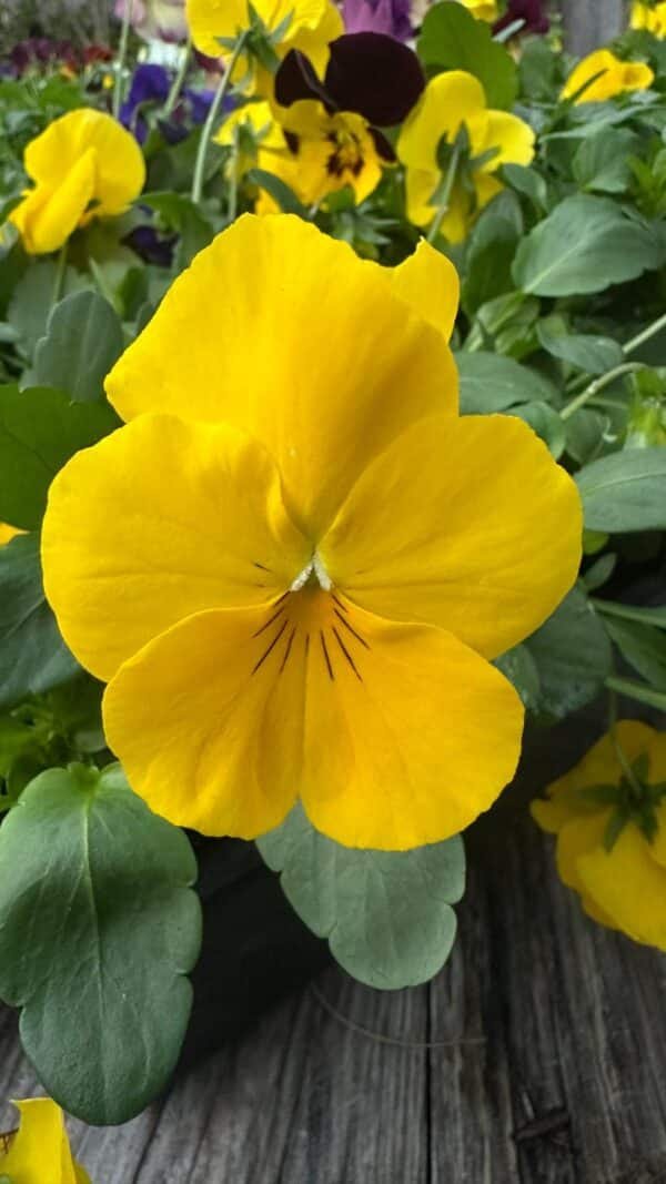 Pansy Assorted - Image 5
