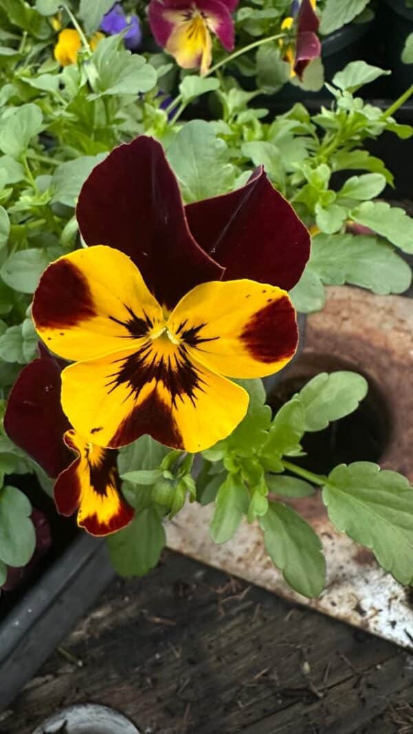 Pansy Assorted - Image 2