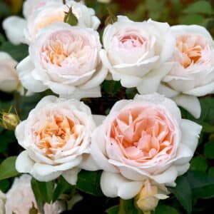 ddictive-Lure_GardenView Nursery