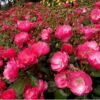 Angela_GardenView-Nursery