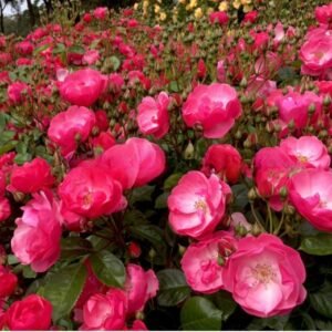 Angela_GardenView-Nursery