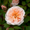Anitas-Rose_GardenView-Nursery