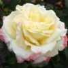 Athene_GardenView-Nursery