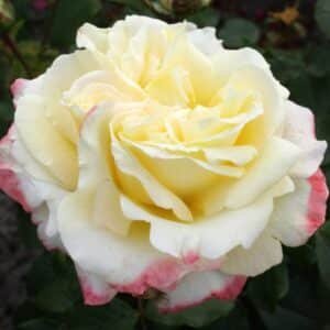 Athene_GardenView-Nursery