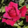 Avon-GardenView Nursery