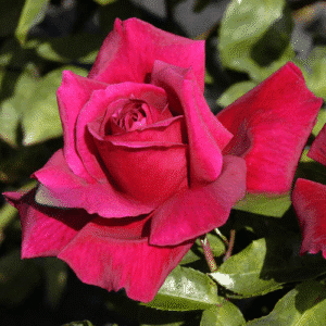 Avon-GardenView Nursery