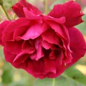 Blackboy_GardenView-Nursery