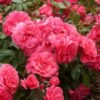Busy-Bee_GardenView-Nursery