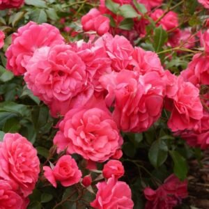 Busy-Bee_GardenView-Nursery