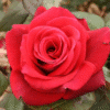 CampDavid_GardenView-Nursery