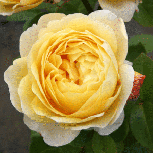 Charles-Darwin_GardenView-Nursery