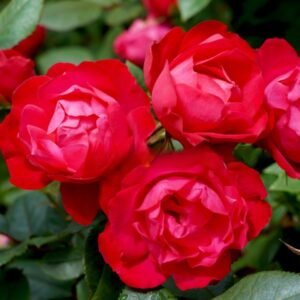 Cherry-Bonica_GardenView-Nursery