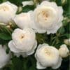Claire-Austin_GardenView Nursery