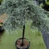 Cupressus-Macrocarpa-Greenstead-Magnifica_Gardenview-nursery