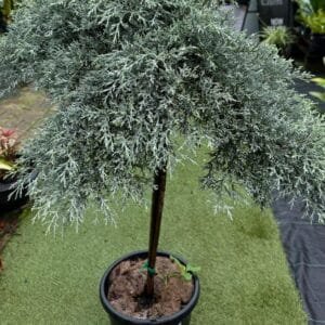Cupressus-Macrocarpa-Greenstead-Magnifica_Gardenview-nursery