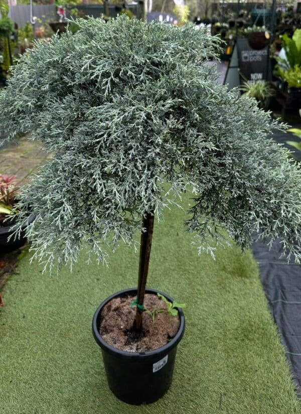 Cupressus-Macrocarpa-Greenstead-Magnifica_Gardenview-nursery