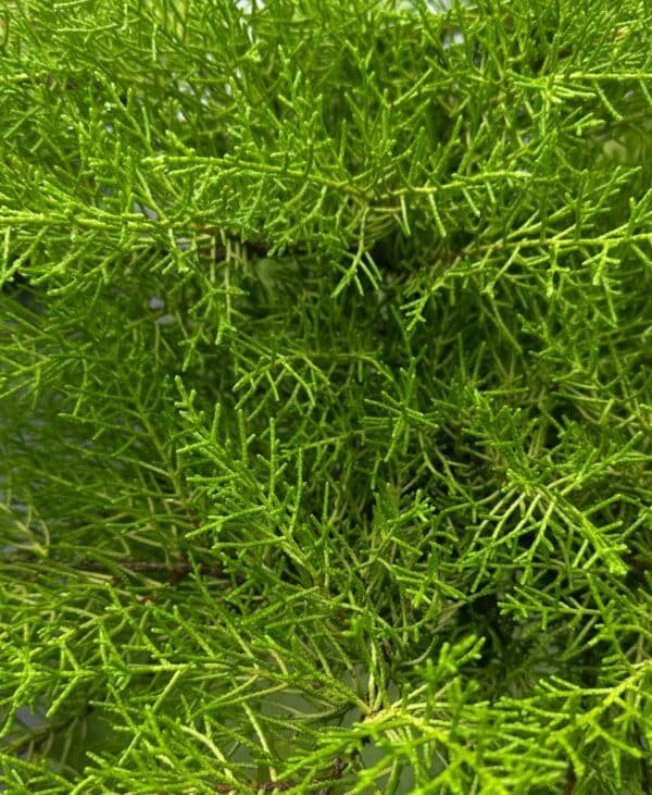 Cupressus-Macrocarpa-Monterey-Cypres_GardenView-Nursery