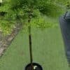 Cupressus-Macrocarpa-Monterey-Cypres_GardenView-Nursery
