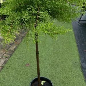 Cupressus-Macrocarpa-Monterey-Cypres_GardenView-Nursery