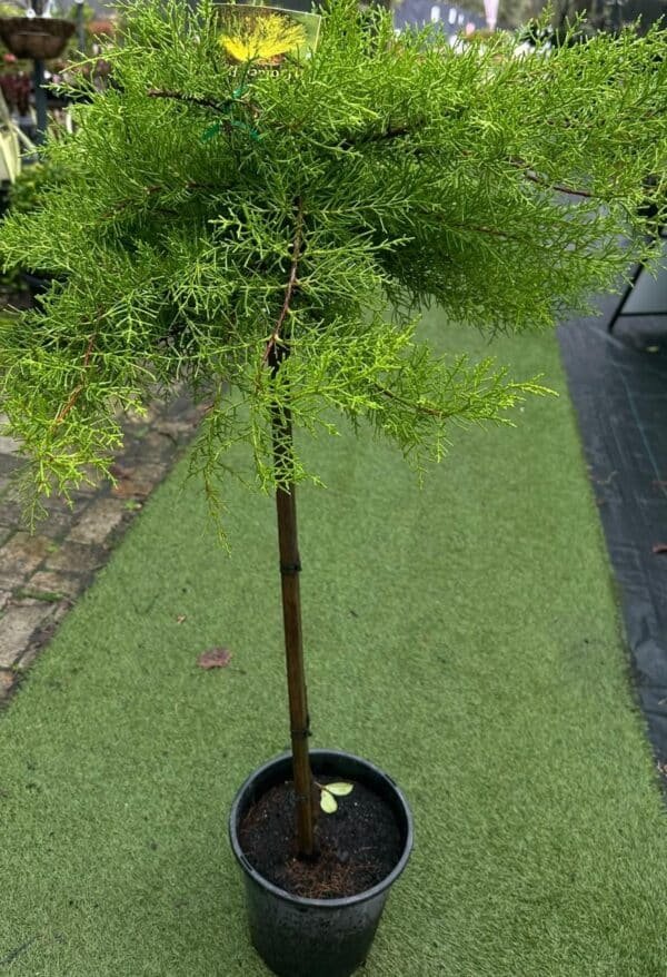 Cupressus-Macrocarpa-Monterey-Cypres_GardenView-Nursery