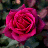 Dark-Desire_GardenView Nursery