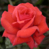 Dolly-Parton-GardenView-Nursery