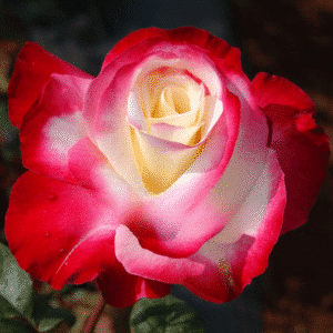 DoubleDelight_GardenView-Nursery