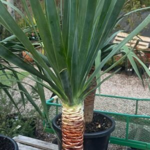 Dracaena-Draco_GardenView-Nursery