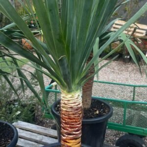 Dracaena-Draco_GardenView-Nursery