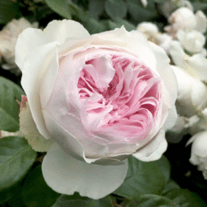 Earth-Angel_GardenView-Nursery