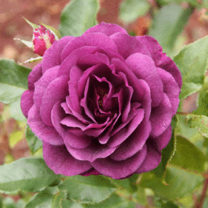 EbbTide_GardenView-Nursery