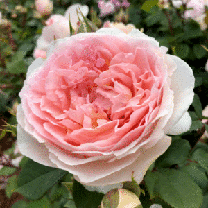 Fairytale-Magic_GardenView-Nursery