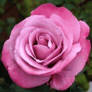 FragrantPlum_GardenView-Nursery
