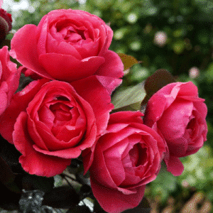 FruityParfuma_GardenView Nursery