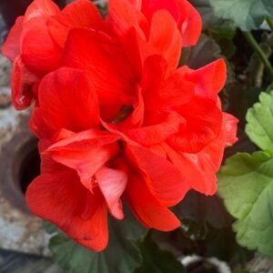 GERANIUM-ASSORTED_1Gardenview-nursery